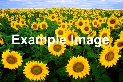 Example Image 2
